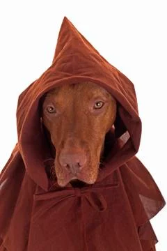 Dog in monk clothes Stock Photos