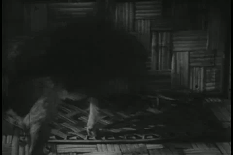 Dog, monkey and parrot getting ready for bed 動画素材 11349700