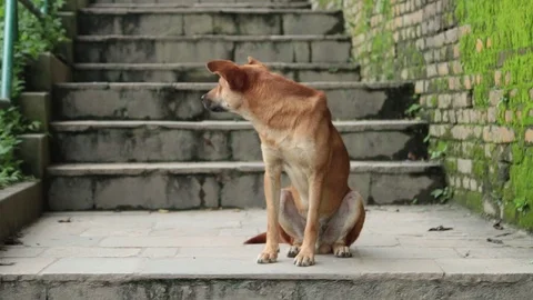 DOG at MONKEY Temple, Kathmandu, Stock Footage 124884536