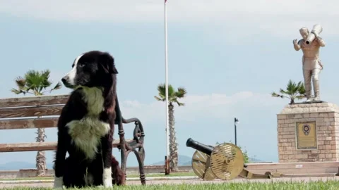 Dog monuments Stock Footage 197162096