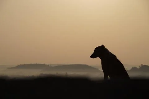 Dog Morning barking India Stock Photos