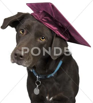 Dog with mortarboard Stock Photos