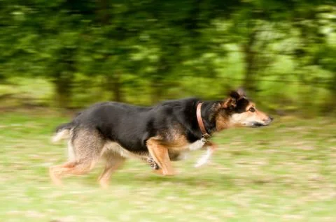 Dog motion blur Stock Photos