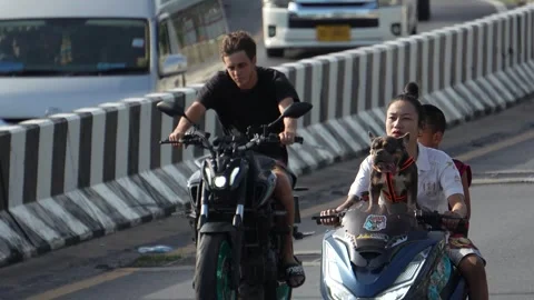 Dog on a motorcycle Stock Footage 280050882