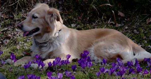 Dog on a Mountain Field With Crocuses Stock-Footage 61689896