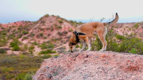 Dog mountain Stock Footage 326419254