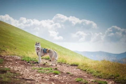 Dog on the mountain pass Stock Photos