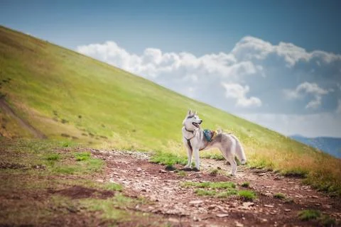 Dog on the mountain pass Stock Photos