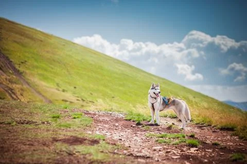 Dog on the mountain pass Stock Photos