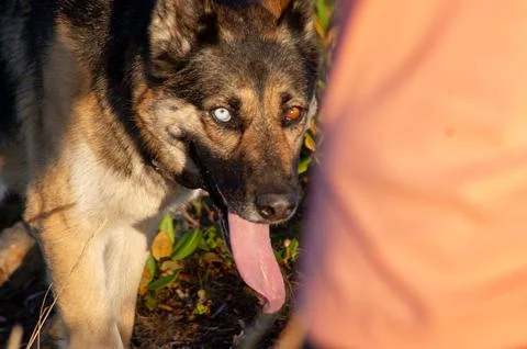  Dog in the mountain Stock Photos
