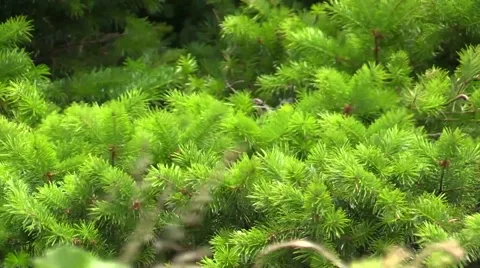 Dog Mountain pine tree Vídeo Stock 39962953