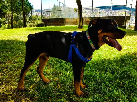 Dog on the mountain ready to attack Fotos de archivo