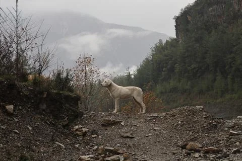 Dog mountain stream Stock Photos