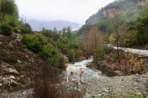 Dog mountain stream Stock Photos