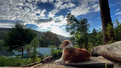 Dog with mountain sunrise view Stock Footage 285404642