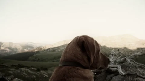 Dog in Mountains Video stock 42481547