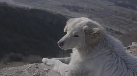Dog at the mountains Stock Footage 50688604