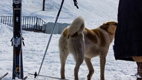 Dog in mountains Stock Footage 76038046