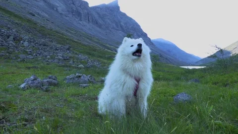 Dog in the mountains Stock Footage 280872827