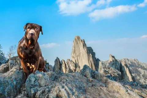Dog in the mountains Stock Photos