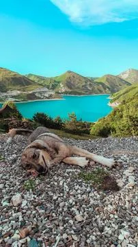 Dog in the mountains Stock Photos