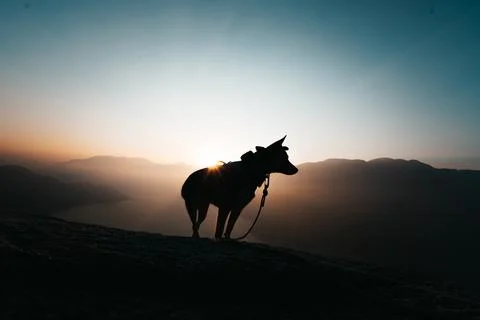 Dog in the Mountains at Sunset Stock Photos