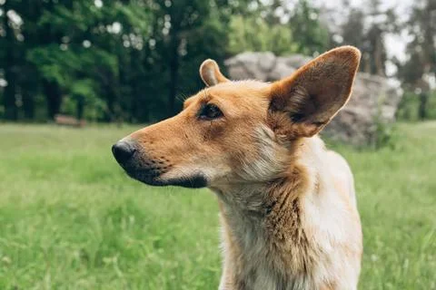 Dog with mouse in ear standing on green grass in park Stock Photos
