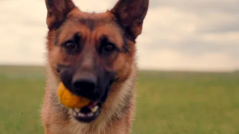 Dog move, Alert and active, Shepherd breed, Intense play, Fetch master, Yellow Stock Footage 314683811