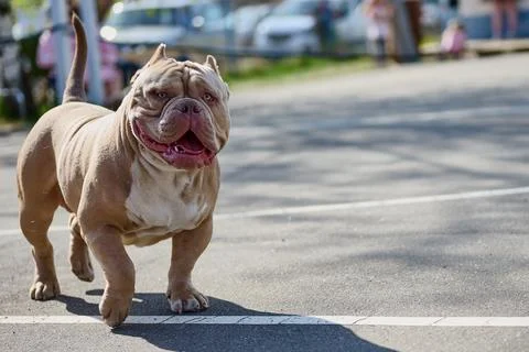 A dog moves along a paved path in a public space on a sunny day. People and c Stock Photos