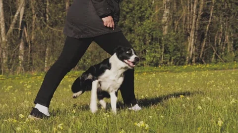 The dog moves backwards like a snake Stock Footage 312044650