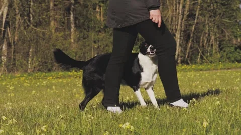 The dog moves forward like a snake Stock Footage 312044223