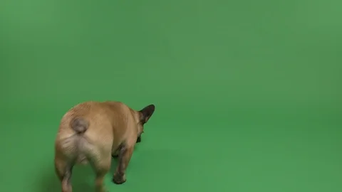 Dog moving back and forth Stock Footage 103035319