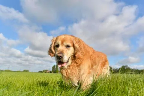 Dog moving forward of face Stock Photos