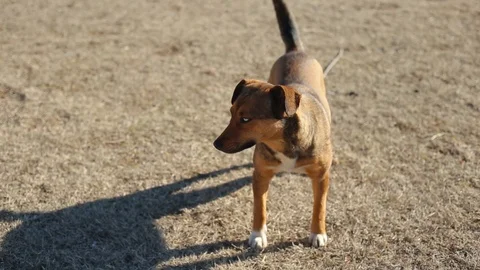 Dog moving his Tail Stock Footage 103077698
