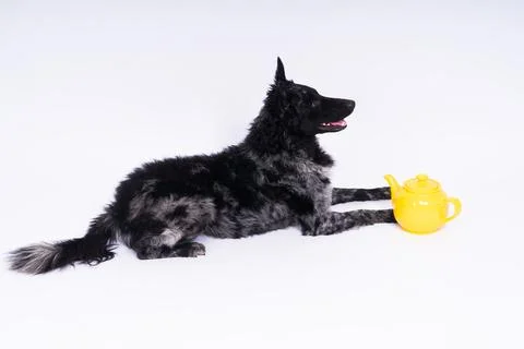 Dog mudi lying on white studio background next to the openwork ceramic kettle Stock Photos