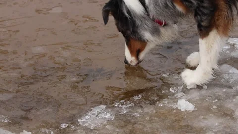 Dog with Multicolored Coat Observes Partially Frozen Surface Stock Footage 296489469