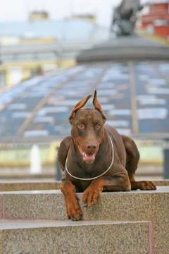 Dog on murble Stock Photos