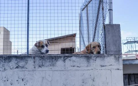 Dog mutt in rooftop looking at the camera Stock Photos