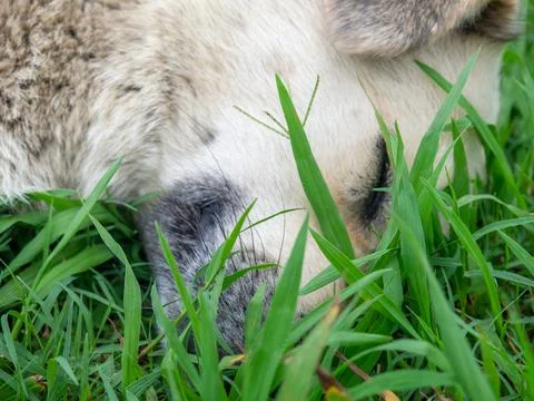 Dog muzzle close-up on the grass. Closed eyes. Animal rest.    dog sleeps Stock Photos