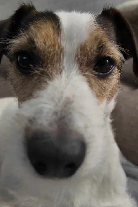 Dog muzzle close-up. Jack Russell's nose and eyes Stock Footage 328534125