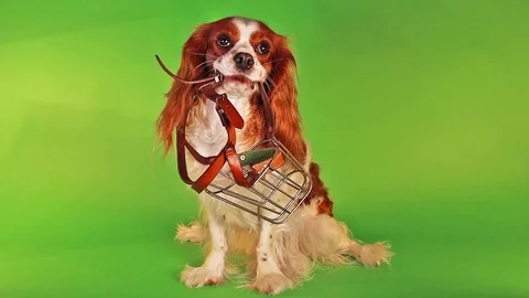 Dog with muzzle on green screen chroma green or chromagreen studio Stock Footage 88088268