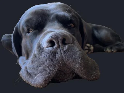 Dog muzzle isolated on black background. Cane Corso, nose close-up. Big black Stock Photos