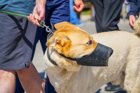 Dog in a muzzle next to the owner Stock-Fotos