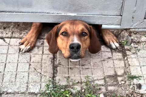 Dog muzzle peeks out from under the gate Stock Photos