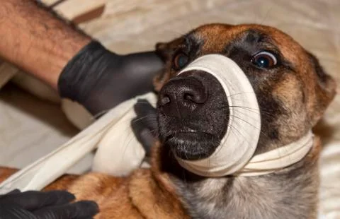 A dog with a muzzle on 写真素材