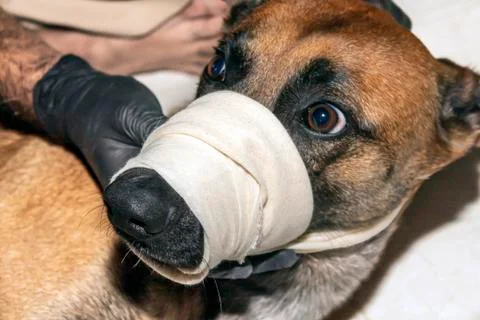 A dog with a muzzle on 写真素材