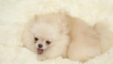 Dog muzzle spitz close up 스톡 동영상 255426001