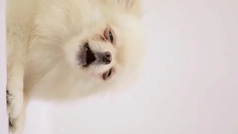 Dog muzzle spitz close up Stockbeeldmateriaal 257666353