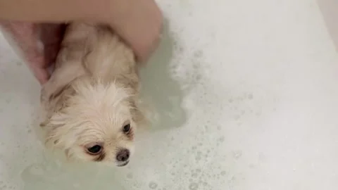 Dog muzzle spitz close up Stock-Footage 266680685