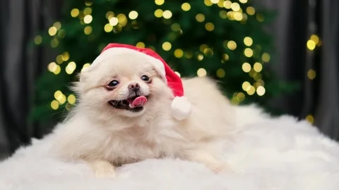 Dog muzzle spitz close up Stock Footage 266683790